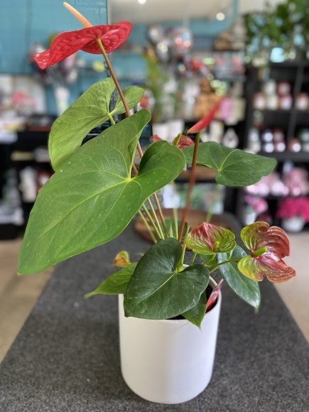 anthirum plant red 